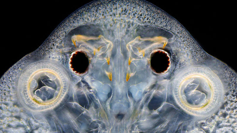 Illustration for article titled Seeing the Scary Wondrous World in These Micro Photos Will Give You Beautiful Nightmares